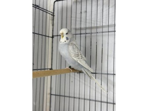 Dişi jumbo 10 aylık muhabbet kuşu