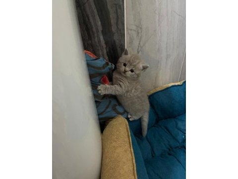 British shorthair torunlarımız yuvasını arıyor