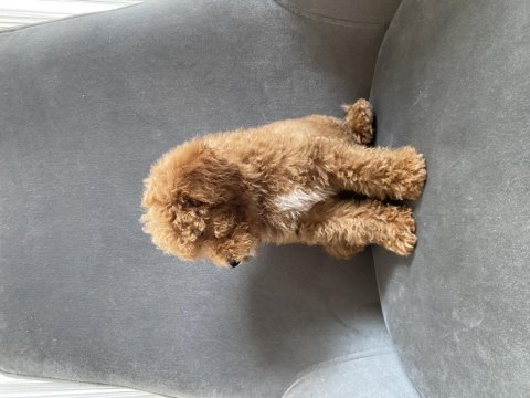 Mükemmel toy poodle dişi yavrumuz
