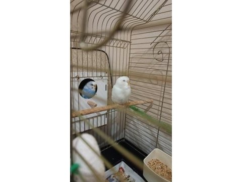 Albino muhabbet kuşu