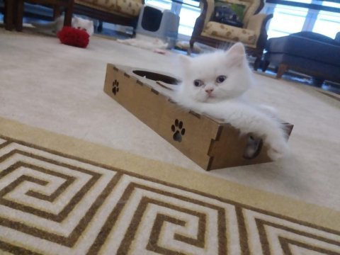 Dünya güzeli chinchilla bebeğim