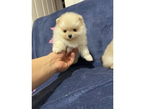 Pomeranian dişi erkek yavrularımız