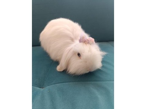 Angora tavşanı