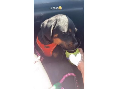 4 aylık dişi rottweiler