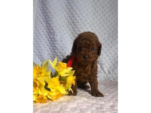 Dark brown teacup yavrular