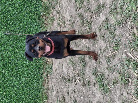 Genç dişi rottweiler
