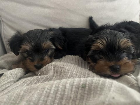 60 günlük yorkshire terrier yavrularımız