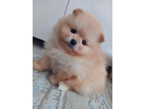 Ayı surat pomeranian bebekler