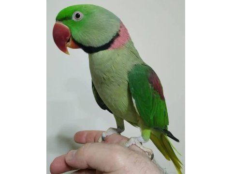 Erkek alexander papağanı