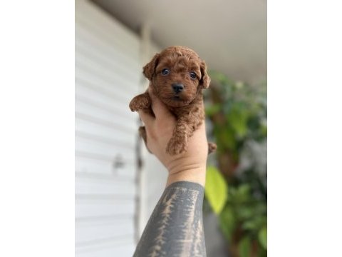 Toy poodle kore kan