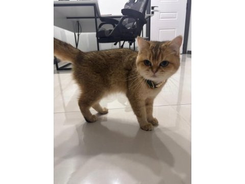 Brıtısh shorthair 2,5 yaşında