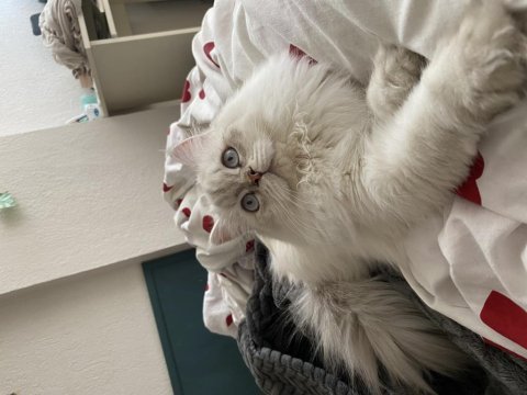 British longhair 1,5 yaşında