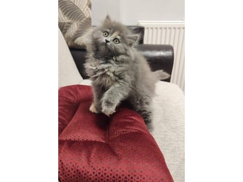 Safkan a kalite 1 buçuk aylık kedimiz mila