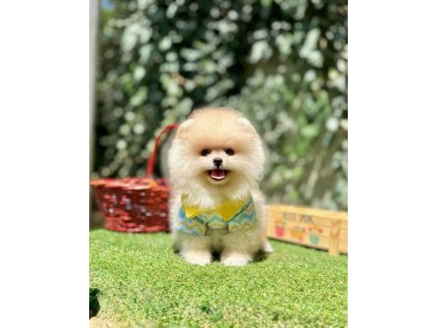 Pomeranian boo ultra mini ayi surat yavrular