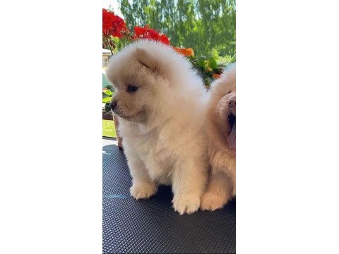 Tam bir aslan yavruları sizlerle son 2 adet kaçırma