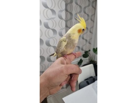 El beslemesi ısırmaz ele alışkın sultan papağanı