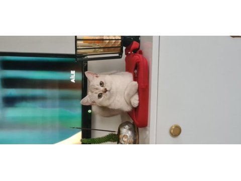 Bursa yavru british shorthair