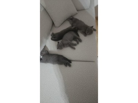 Scottish fold ve british shorthair blue yavrular