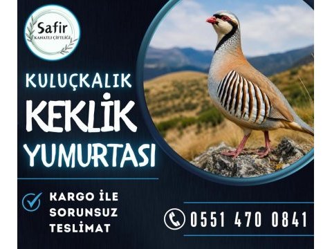 Keklik yumurtası bulunmaktadır
