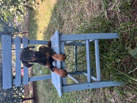 King doberman yavrularimiz
