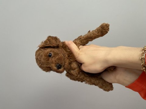Red brown toy poodle