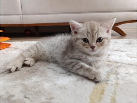 Erkek british 2 aylık