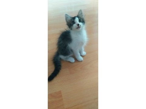 Kedimiz için lütfen ciddi olanlar yazsın