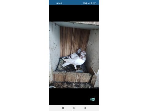 Erkek kırmızı şallı tip güvercin