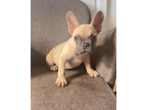 Ev bakımı french bulldog yavrularım