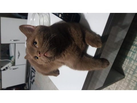 Hiç bulunmayan bir renk british shorthair