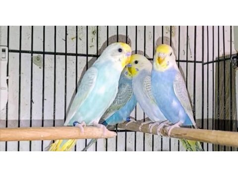 Takım rainbow muhabbet kuşları
