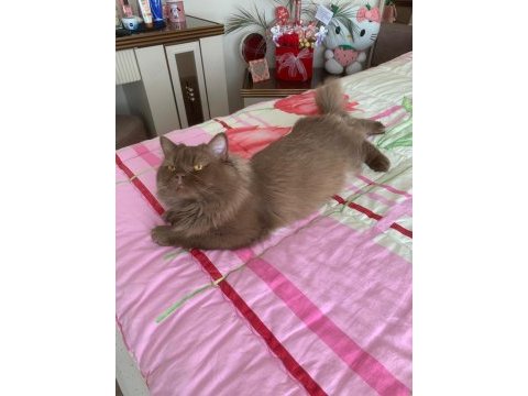 Cinnemon longhair kedimiz