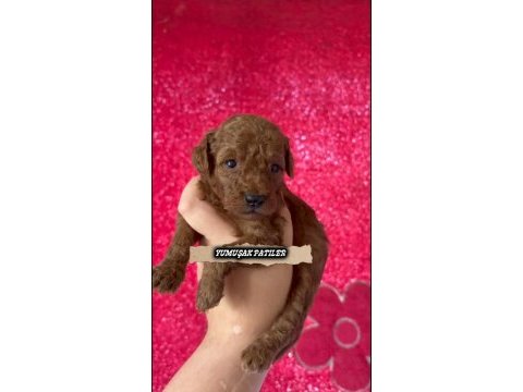 Kore red brown poodle