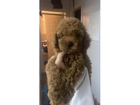 Toy poodle yavrusevimli