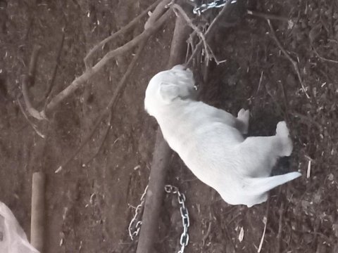 3 aylık akbaş yavruları