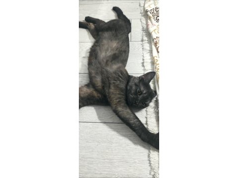 British shorthair ve melez yavru