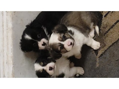 Fino yavru köpekler