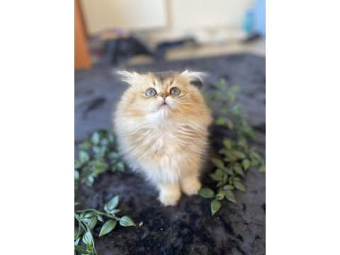 Kaliteli golden british longhair