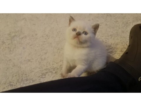 British shorthair blue point yavrumuz