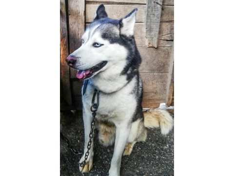 Husky köpeğimize yeni yuva arıyoruz