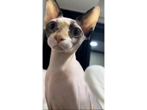 Hamile sphynx (sfenks)