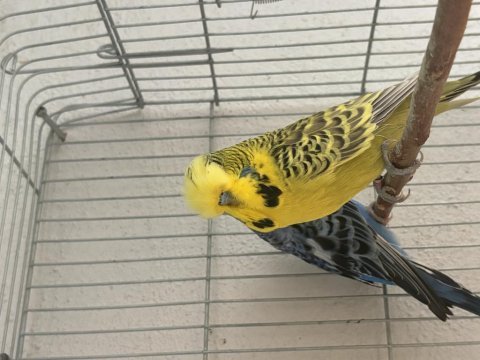 Jumbo çift muhabbet kuşu