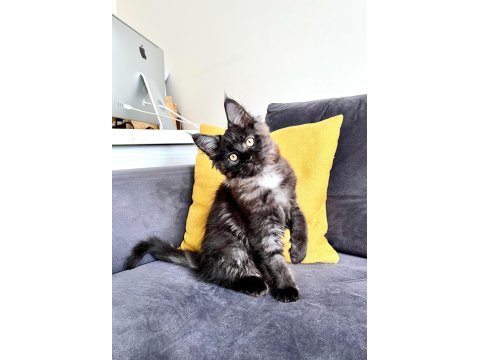 Safkan maine coon yavrular