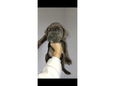 Yavru cane corso aslanlar piyasada
