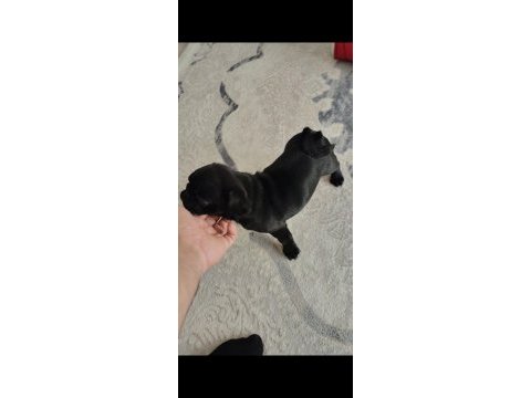 Neşeli enerjik sevimli pug