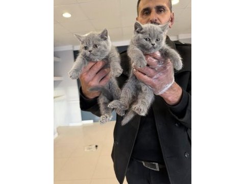 Show kalite british shorthair yavrularımız ankara