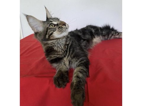 Xxxl maine coon erkek black tabby