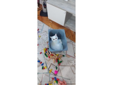 10 aylık beyazım british shorthair