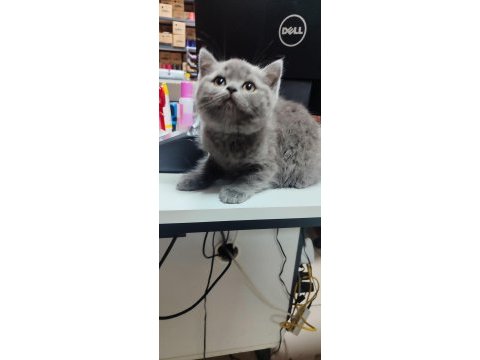 British shorthair yavru