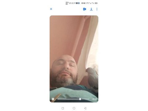 Pakistan papağanı evcil dişi